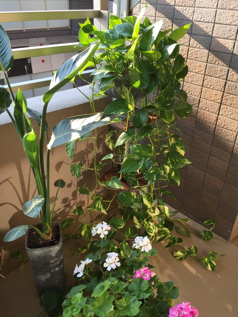 続・大きくなりすぎたポトス1