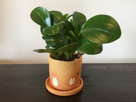 となりのトトロ 鉢