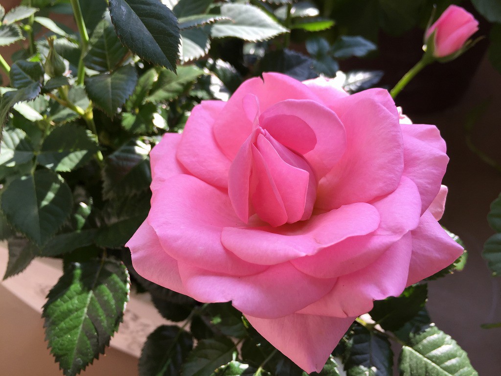 バラ マルセイユ